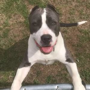 Meet your Posher, Rocky